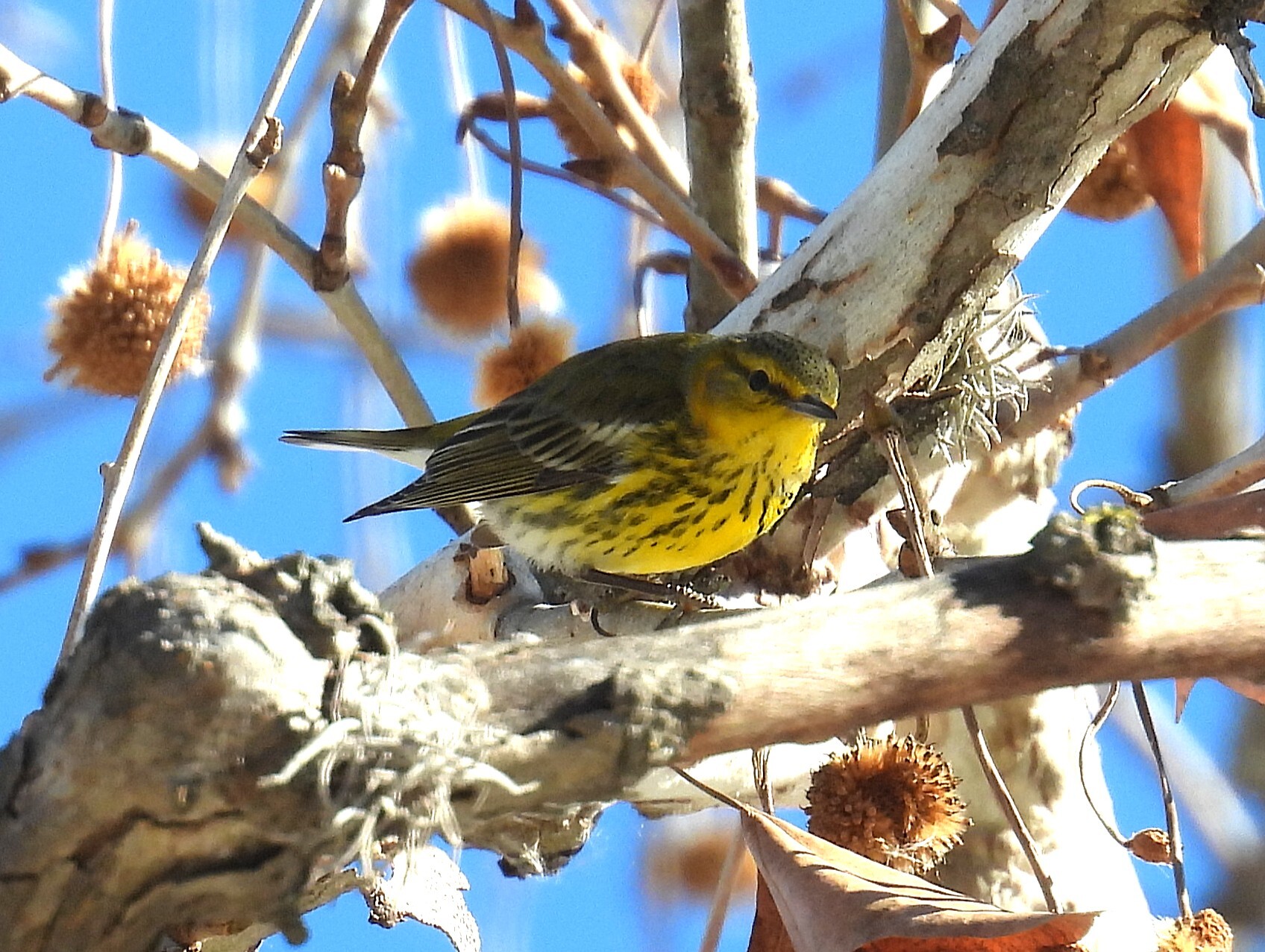 Cape May Warbler (Setophaga tigrina), photo 3