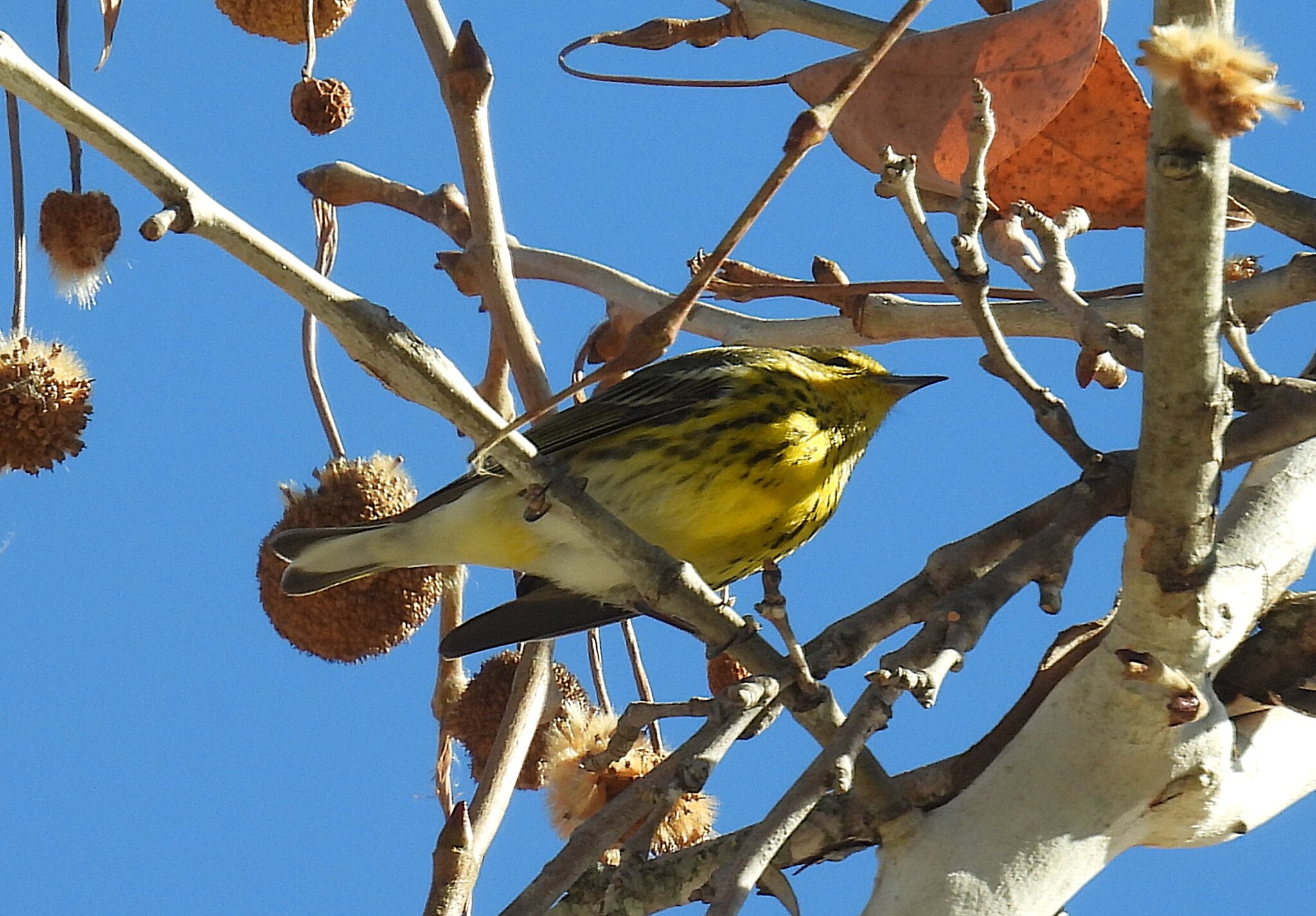 Cape May Warbler (Setophaga tigrina), photo 4