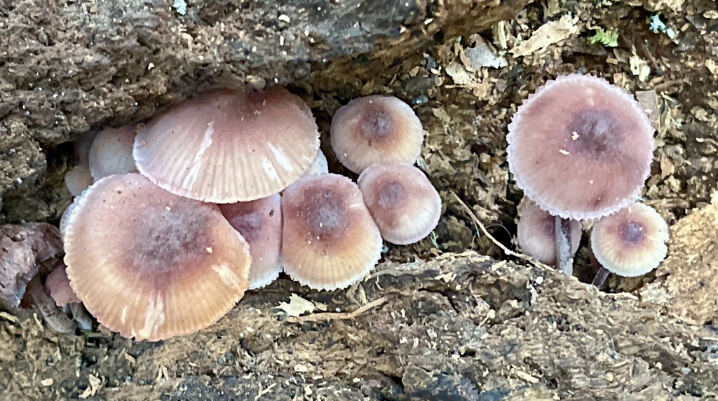 Mycena haematopus · January 2026 · photo: © joqatana (iNaturalist, cc-by)