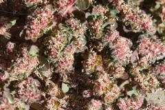 Euphorbia velleriflora