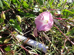 Convolvulus sepium, photograph Arnim Littek, CC BY, iNaturalist via GBIF