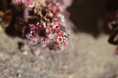 Euphorbia velleriflora