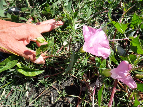 Convolvulus sepium, photograph 2