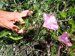 Convolvulus sepium, photograph Arnim Littek, CC BY, iNaturalist via GBIF
