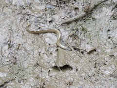 Lampetra planeri