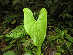 Anthurium formosum
