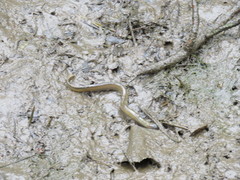 Lampetra planeri