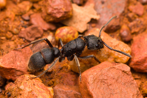 Pseudoneoponera regularisPseudoneoponera regularis