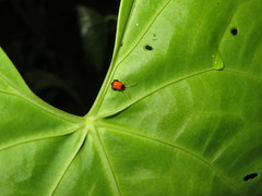 Anthurium formosum