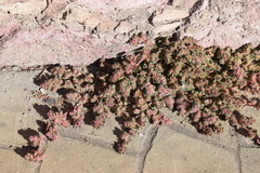 Euphorbia velleriflora