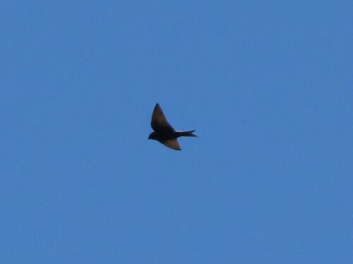 Southern Martin (Progne elegans), photo 2