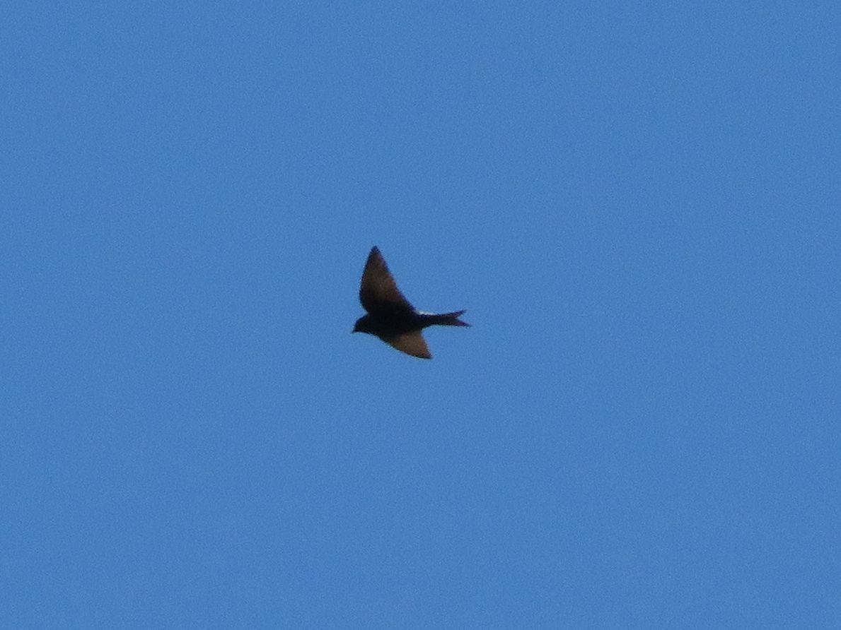 Southern Martin (Progne elegans), photo 2