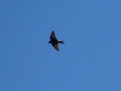 Southern Martin (Progne elegans), photo 8
