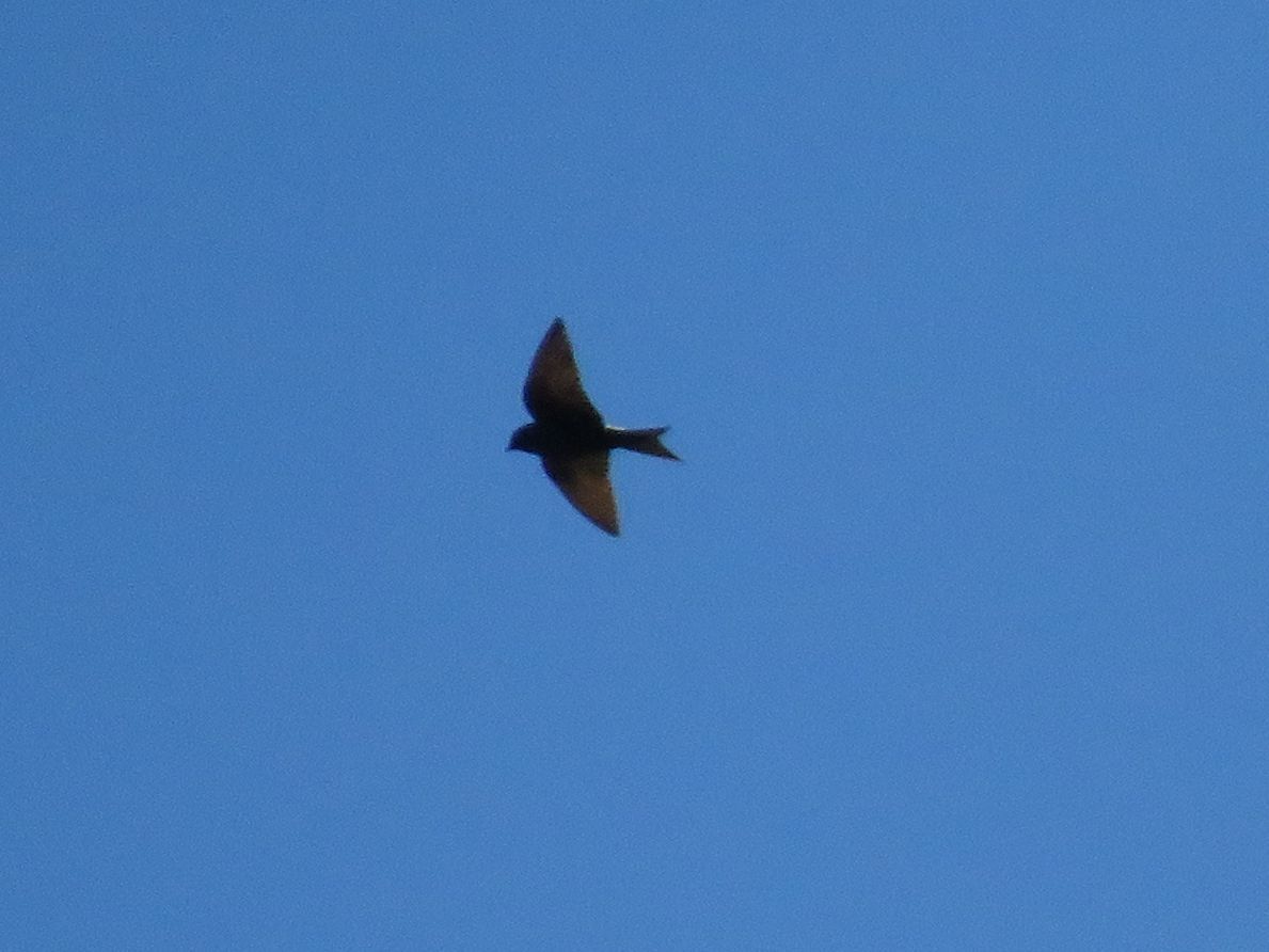 Southern Martin (Progne elegans), photo 9