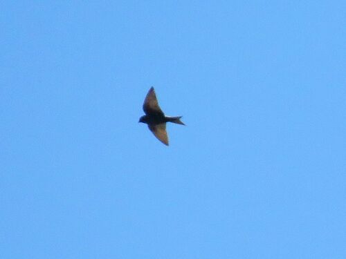 Southern Martin (Progne elegans)