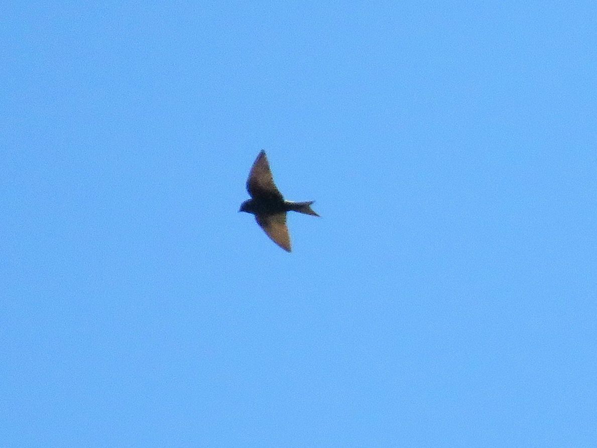 Southern Martin (Progne elegans), photo 1