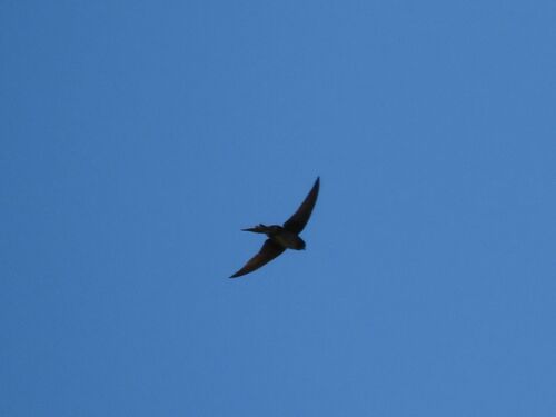 Southern Martin (Progne elegans), photo 10