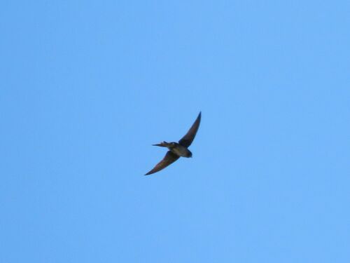 Southern Martin (Progne elegans), photo 9