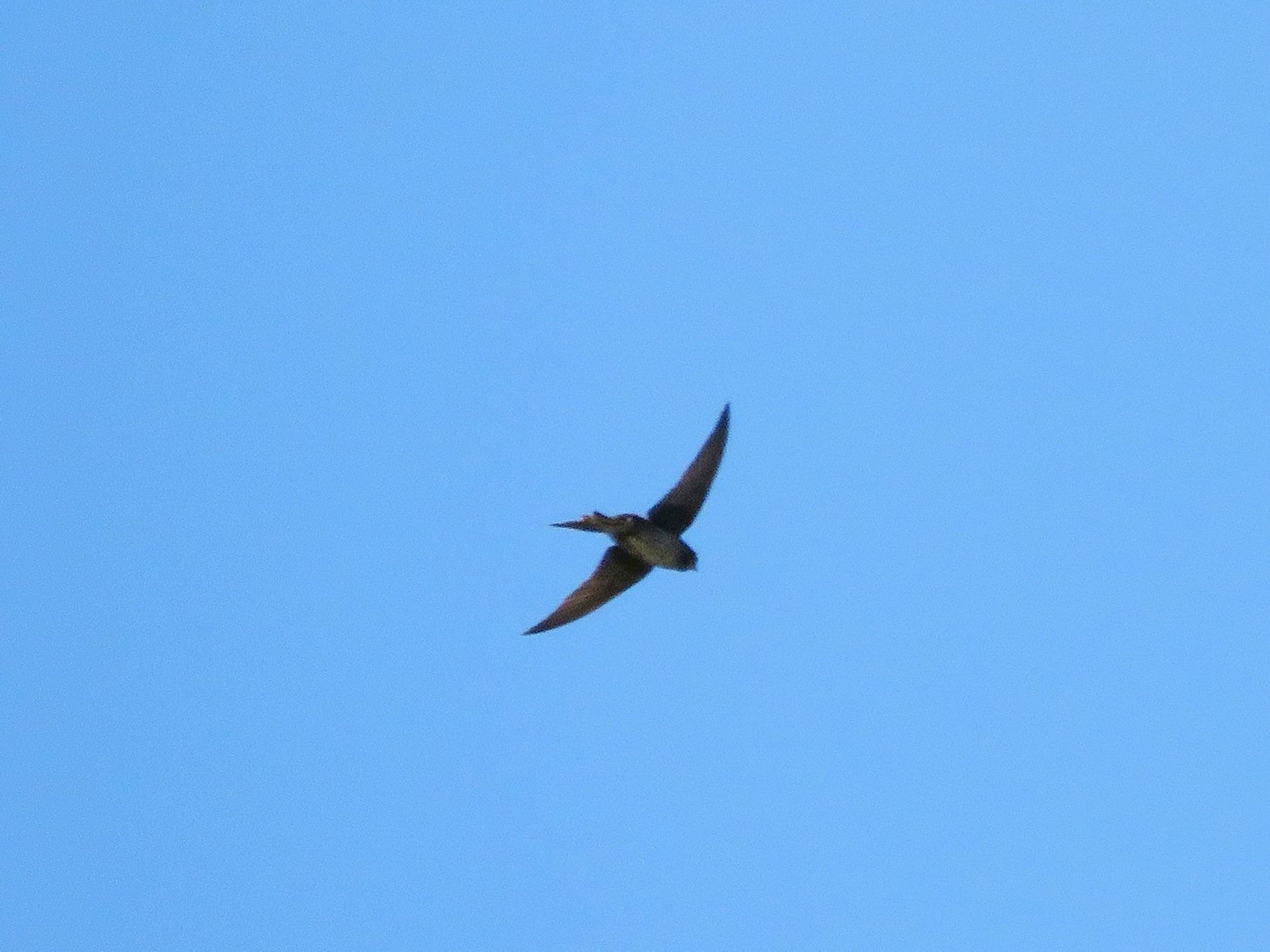 Southern Martin (Progne elegans), photo 10