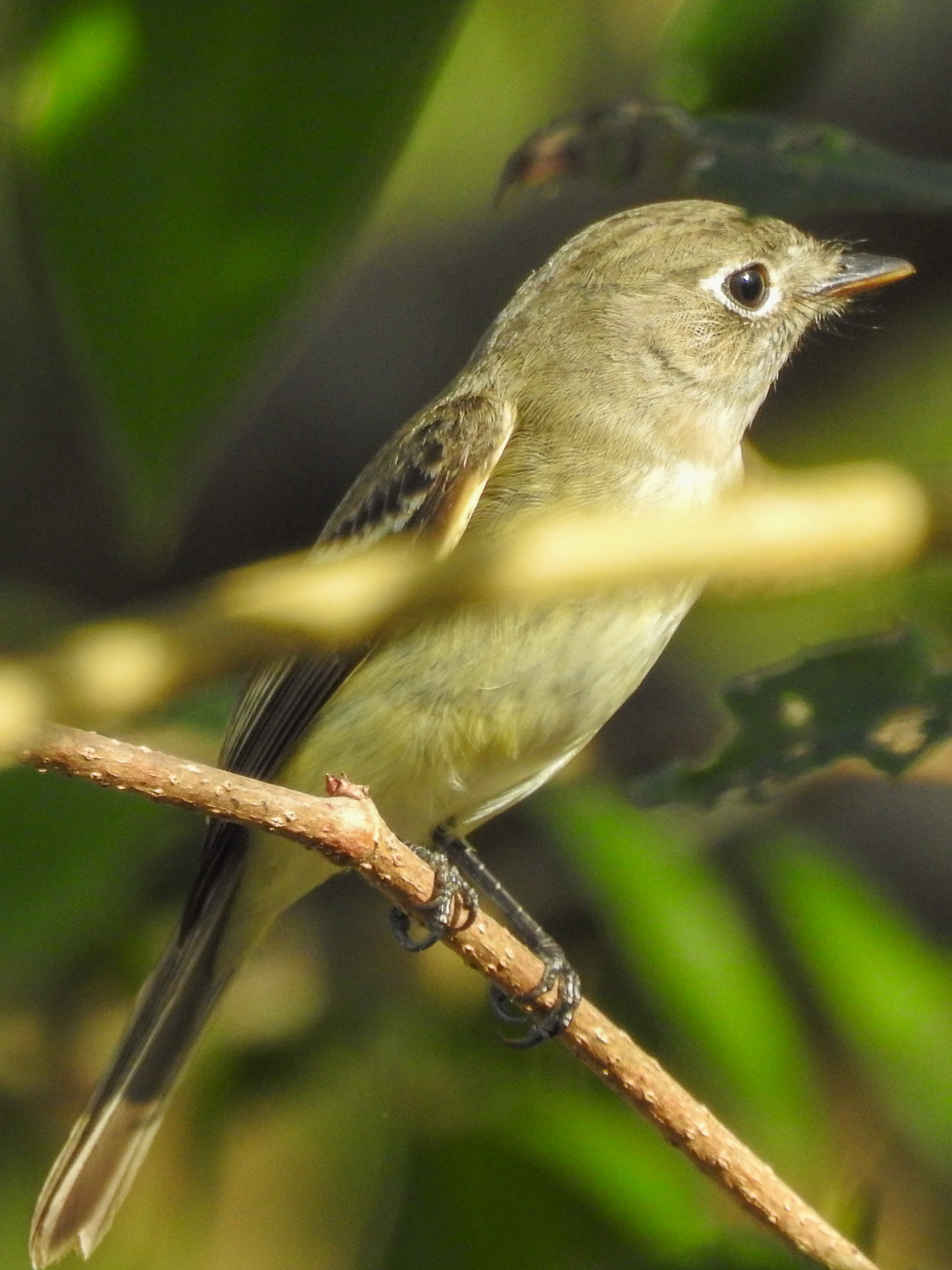 Least Flycatcher (Empidonax minimus), photo 6