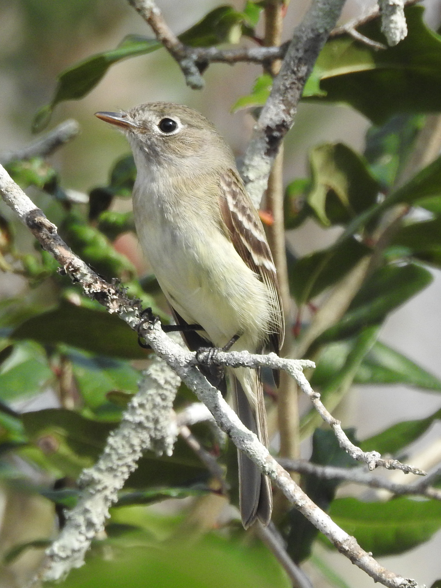 Least Flycatcher (Empidonax minimus), photo 5