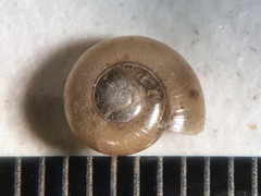 Glyphyalinia wheatleyi