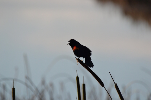 Red-winged Blackbird