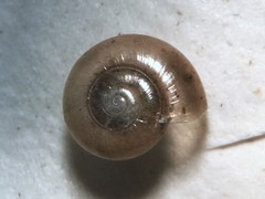 Glyphyalinia wheatleyi