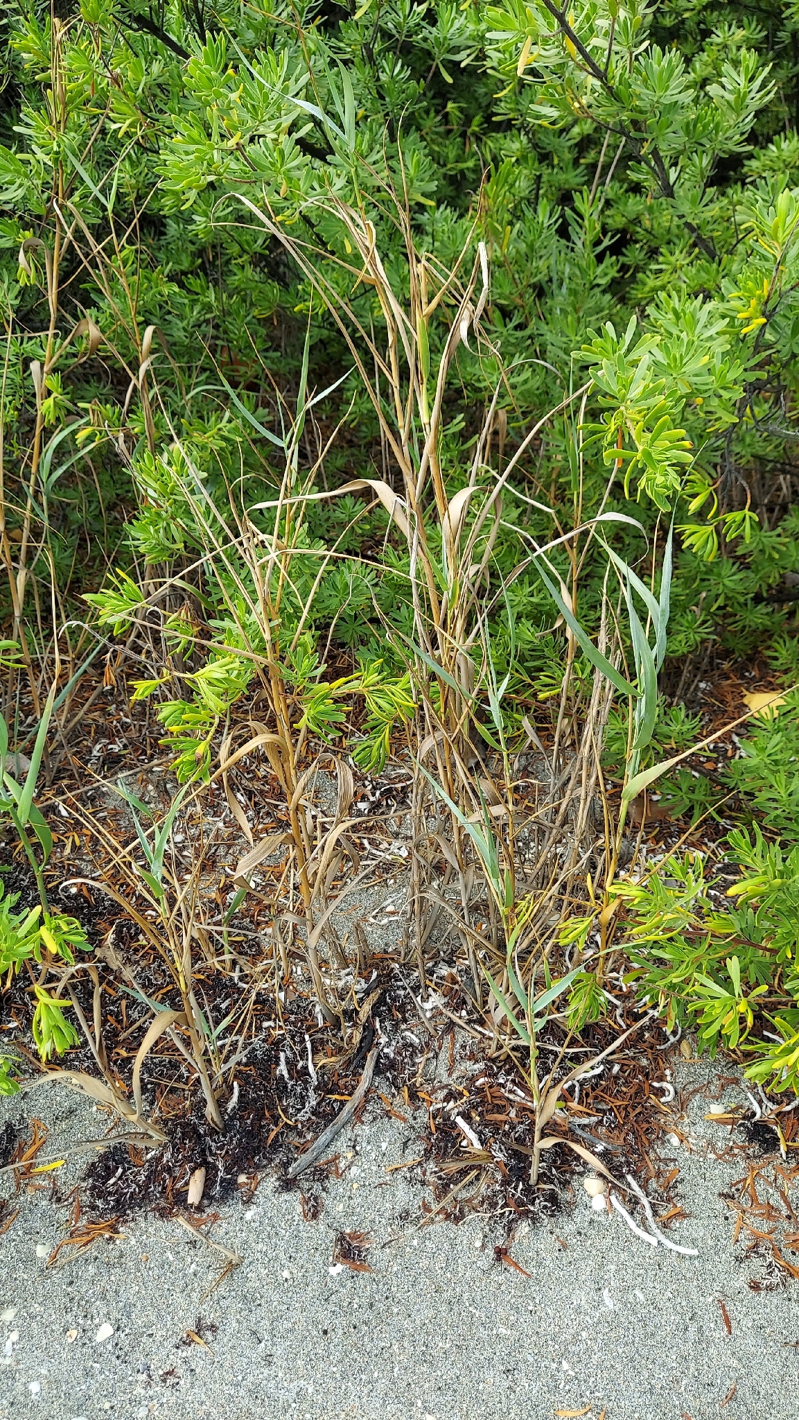 Bitter Panicgrass (Panicum amarum)