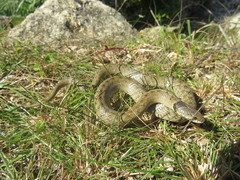 Macroprotodon brevis