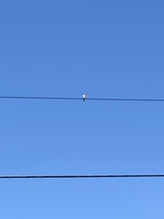 Falco sparverius