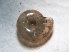 Glyphyalinia wheatleyi