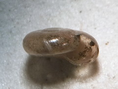 Glyphyalinia wheatleyi