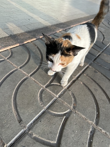 Domestic Cat