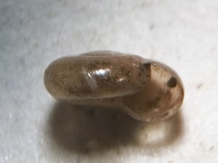 Glyphyalinia wheatleyi