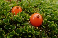 Coprosma perpusilla subantarctica