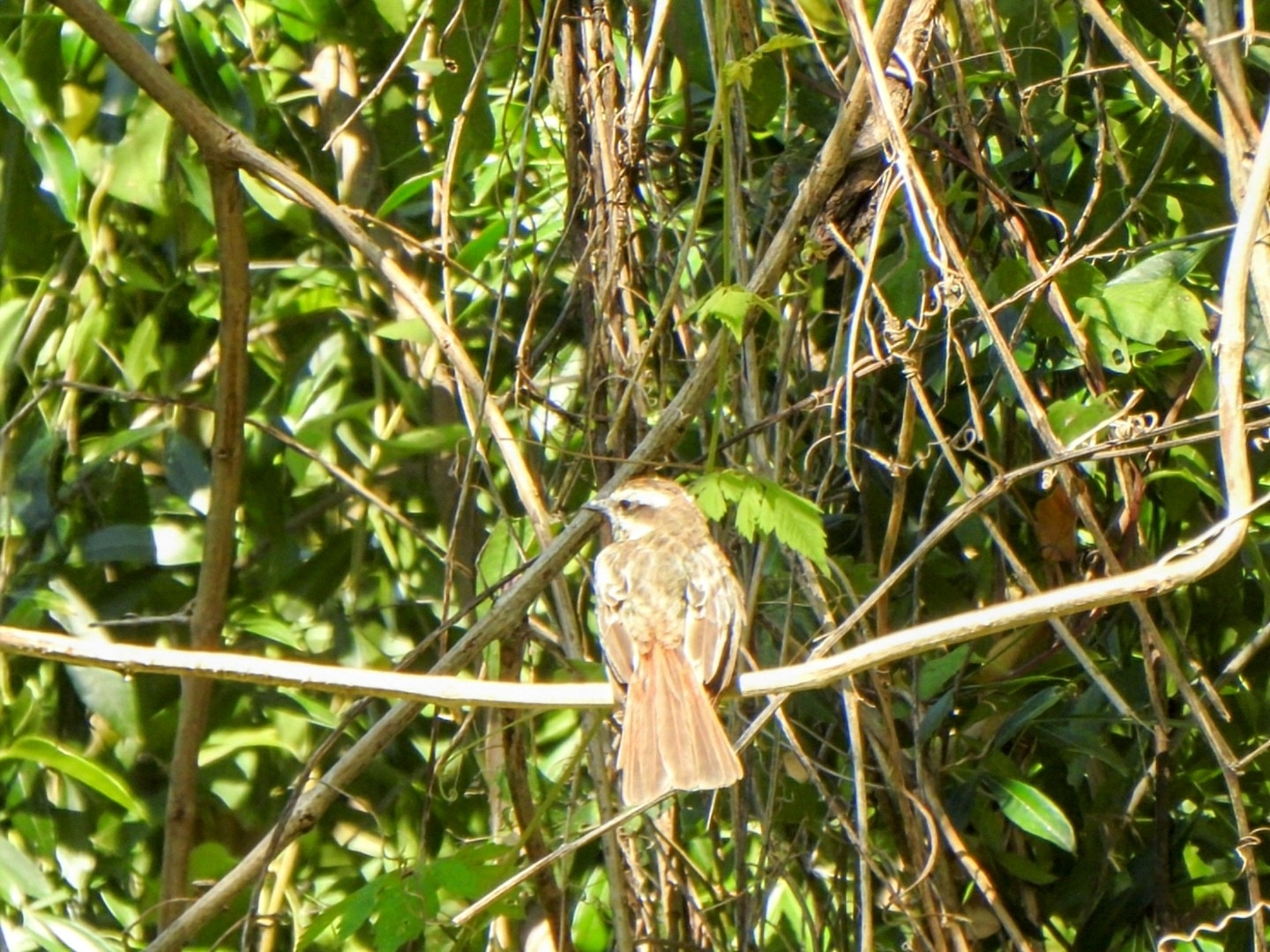 Variegated Flycatcher (Empidonomus varius), photo 10