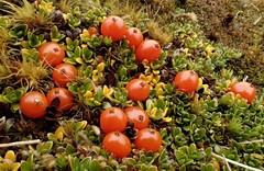 Coprosma perpusilla subantarctica