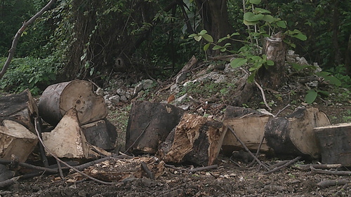 Pale-legged Hornero (Furnarius leucopus), photo 3