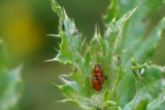 Neocrepidodera transversa