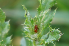 Neocrepidodera transversa