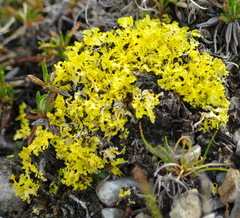 Vulpicida juniperinus