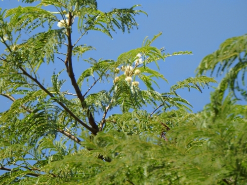 Red Angico (Anadenanthera colubrina)