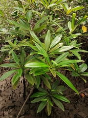 Pelliciera rhizophorae