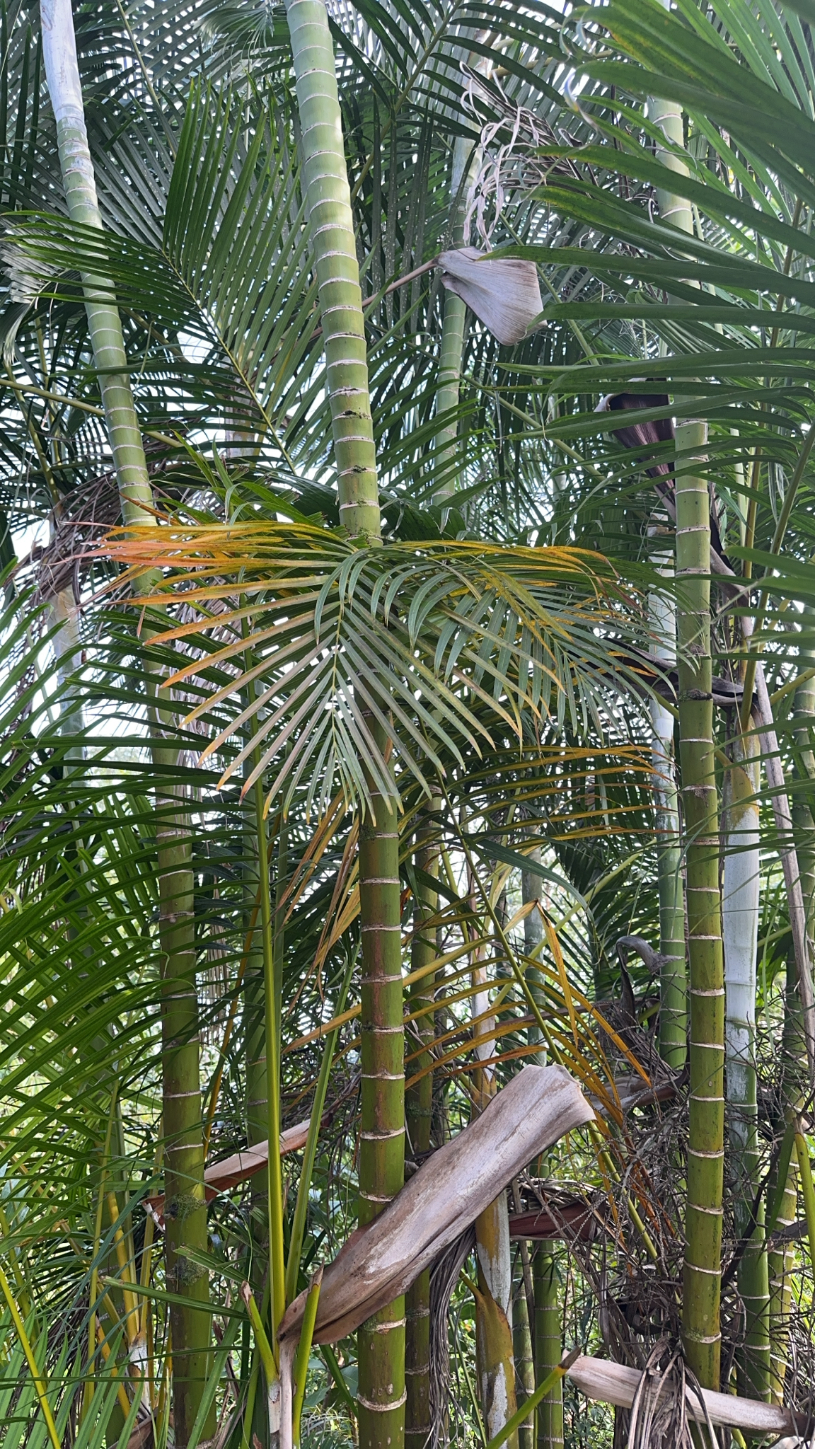 Imagem de palmeira-areca