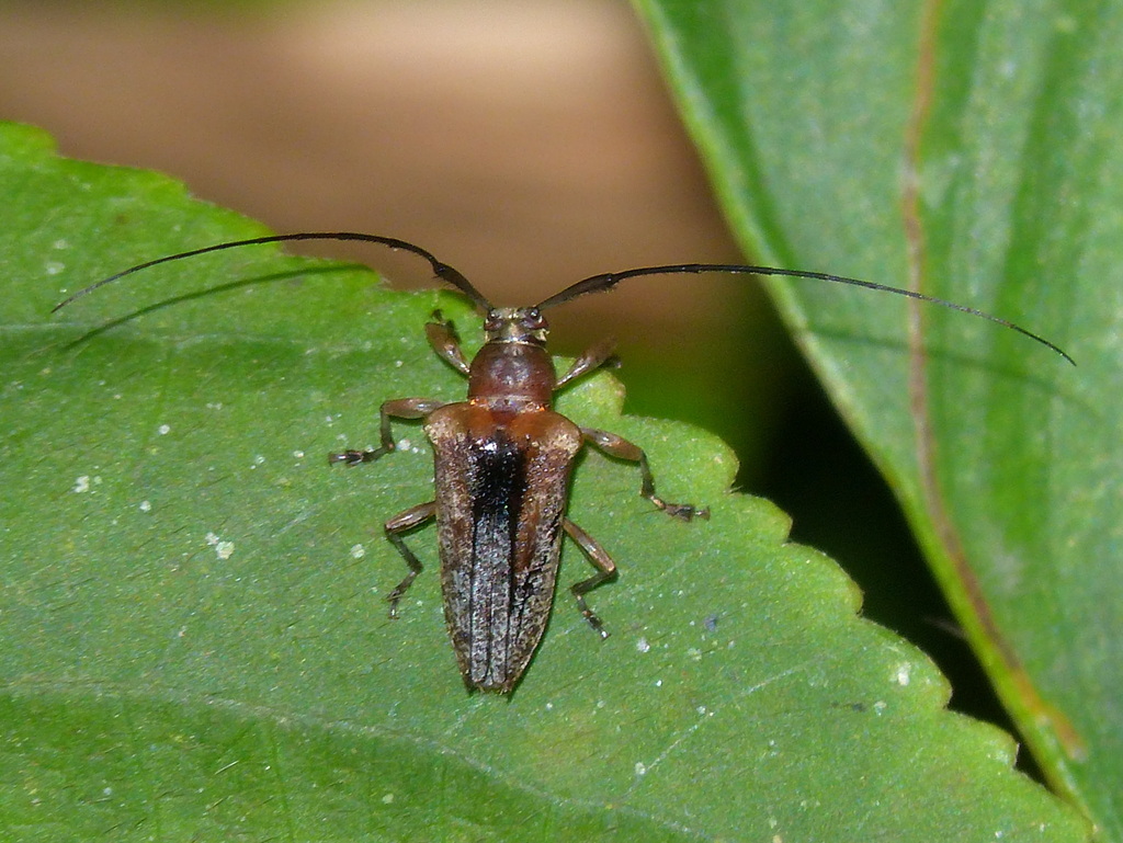 Nealcidion humerosum