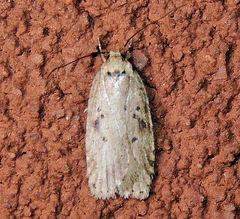 Agonopterix canadensis