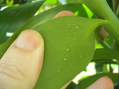 Nipaecoccus aurilanatus