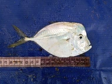 African moonfish (Selene dorsalis) — Carangidae