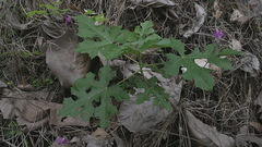 Vasconcellea parviflora, photograph (c) Raúl A. Ruiz M., some rights reserved (CC BY)